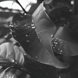 Close-up of raindrops on leaves