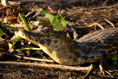Jacare caiman in rio cuiaba, pantanal, matogrosso brazil