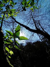 Low angle view of tree against sky