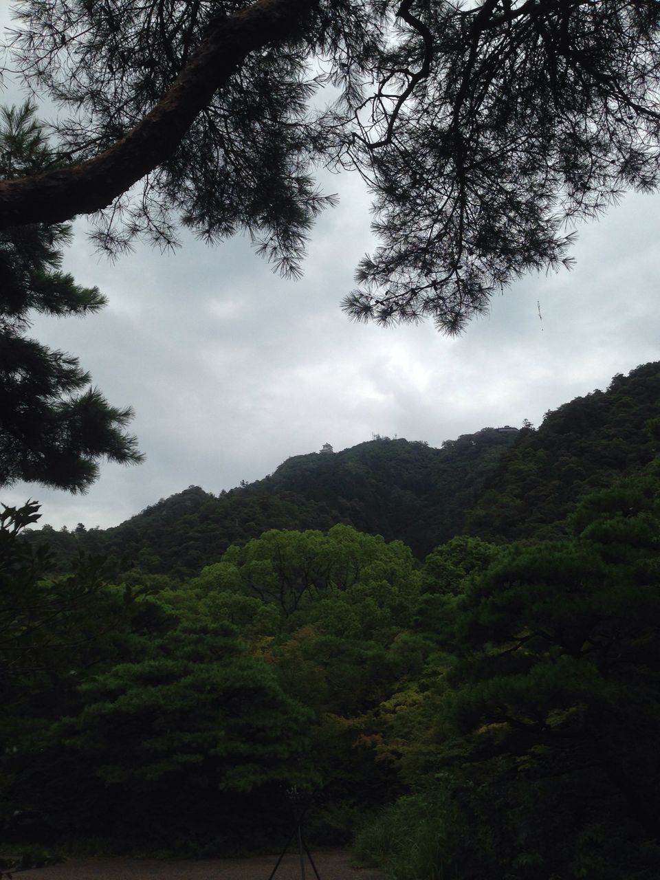 tree, mountain, tranquil scene, tranquility, scenics, beauty in nature, sky, nature, mountain range, landscape, forest, non-urban scene, growth, idyllic, green color, cloud - sky, branch, lush foliage, day, cloud