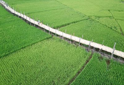 High angle view of agricultural field