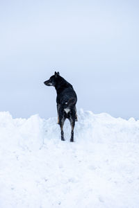 Dog standing on snow covered field