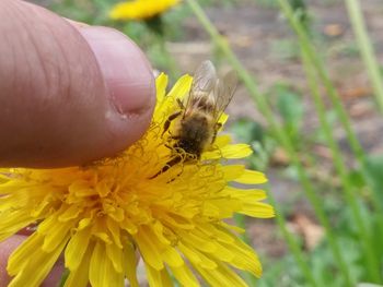 Close-up of bee on yellow flower