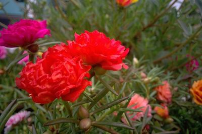 Close-up of red flowers