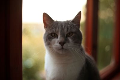 Close-up portrait of a cat