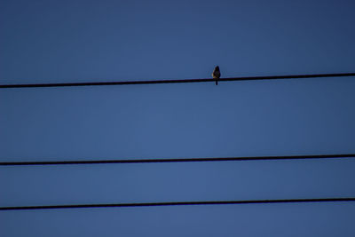 Low angle view of bird perching on cable against clear sky