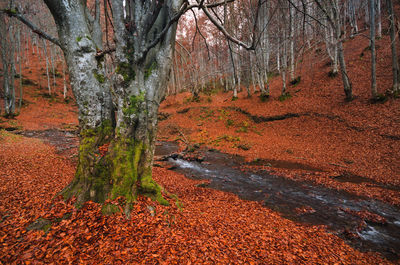 Trees growing in forest during autumn