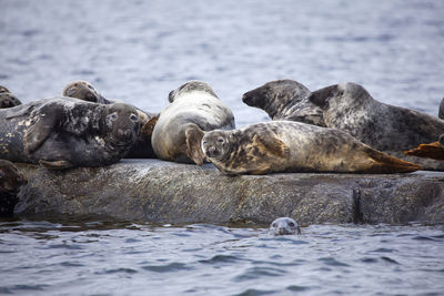 View of sheep resting in sea