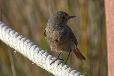 Close-up of bird perching on wood