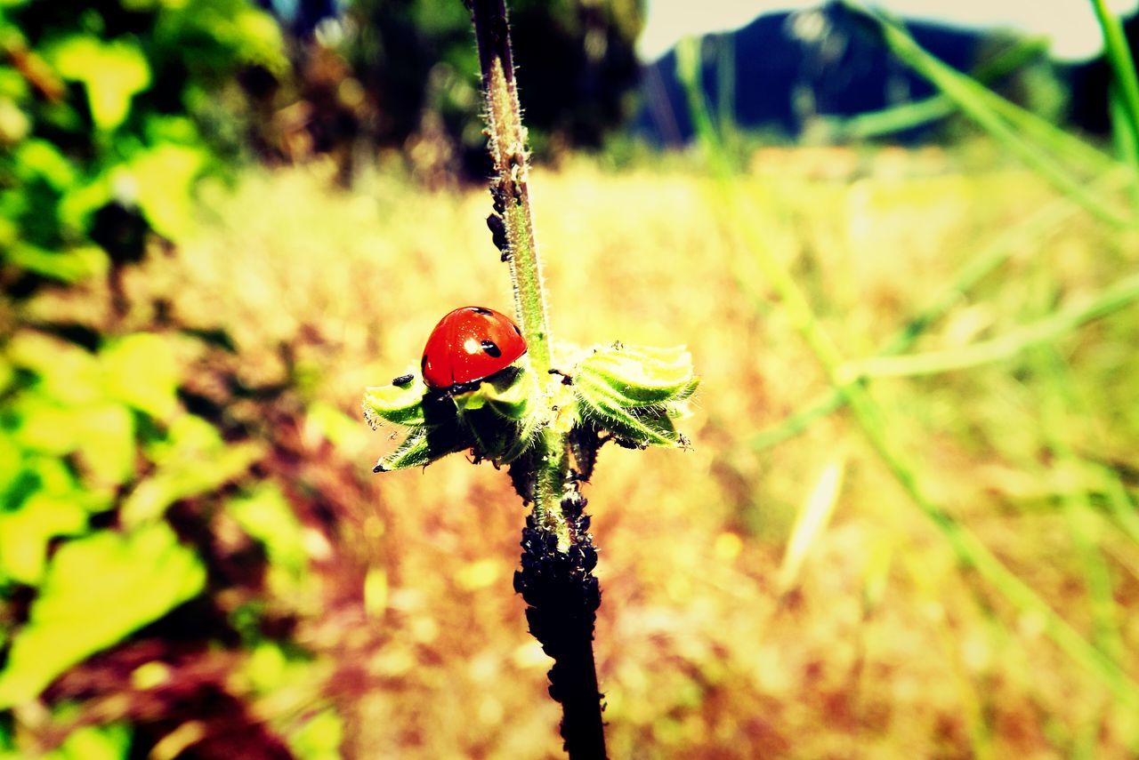 red, growth, focus on foreground, leaf, plant, close-up, nature, green color, stem, selective focus, beauty in nature, freshness, growing, twig, beginnings, outdoors, fruit, bud, day, new life