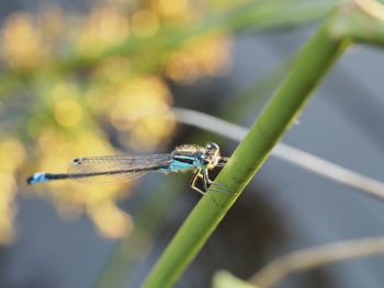 Macro shot of dragonfly on stem