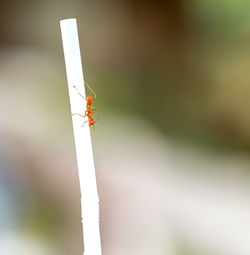 Close-up of ant on drinking straw