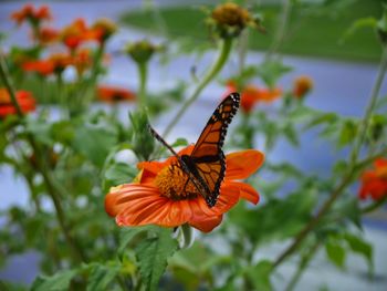 Butterfly on flower