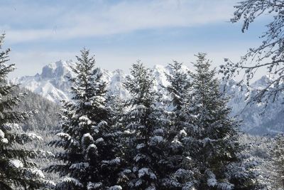 Pine trees on snowcapped mountains against sky