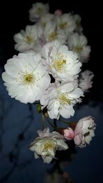 Close-up of white flowers against black background