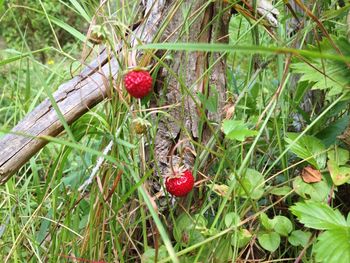 Close-up of red berries on tree