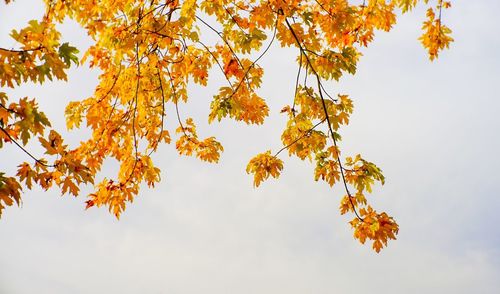 Low angle view of trees against sky