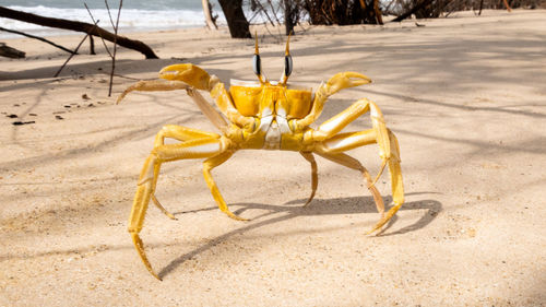 Close-up of crab on beach