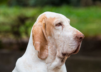 Close-up of a dog looking away