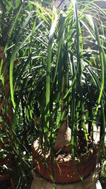 Close-up of fresh green plants