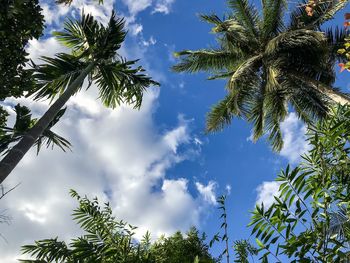 Low angle view of palm trees against blue sky