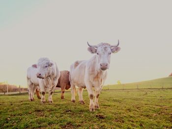 Cows standing in a field