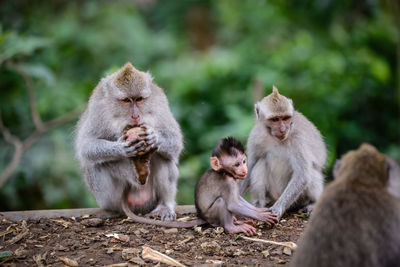 Monkeys sitting outdoors at monkey forest