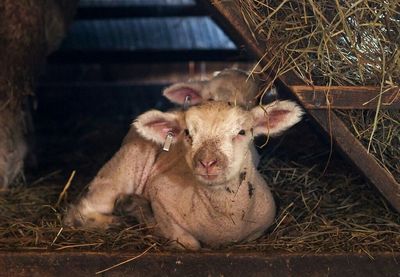 Two dogs resting on field
