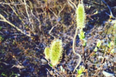 Close-up of plant