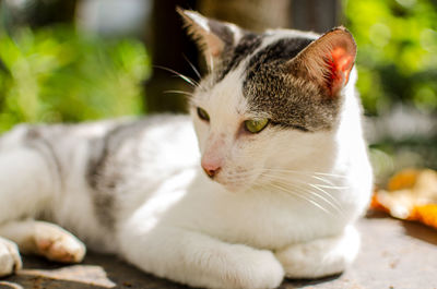 Close-up of a cat looking away