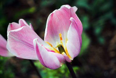 Close-up of pink flower