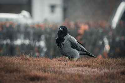 Close-up of bird perching on grass