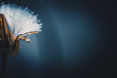 Close-up of flower against blurred background