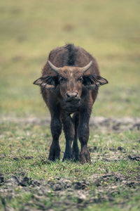 Close-up of an animal on field