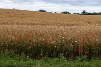 Scenic view of poppy field against sky