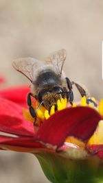 Close-up of insect pollinating on red flower