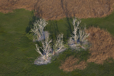 Aerial view of the cormorant colony in kopacki rit, croatia