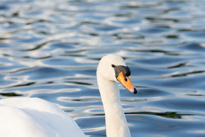 Close-up of swan swimming in lake