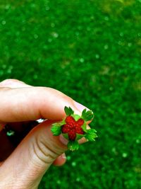 Close-up of cropped hand holding plant