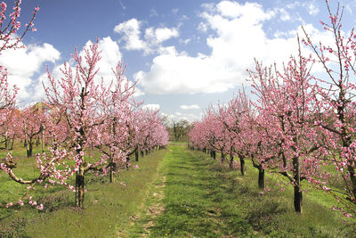 Spring cherry fields in germany