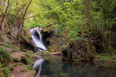 Scenic view of waterfall in forest