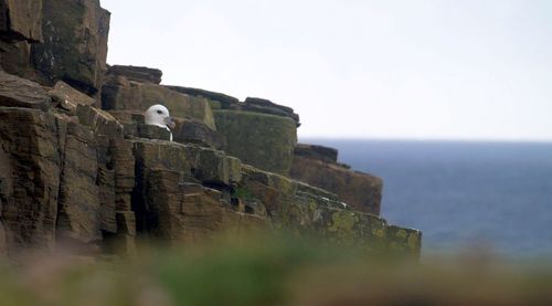 Low angle view of bird on cliff against clear sky