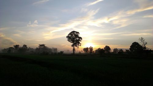 Trees on field against sky at sunset