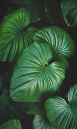 Full frame shot of green leaves