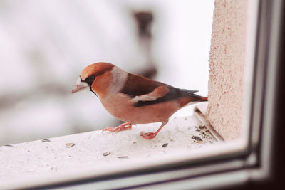 Close-up of bird perching on a window