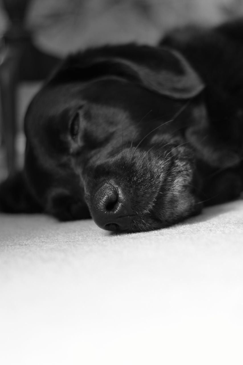 DOG RELAXING ON BED