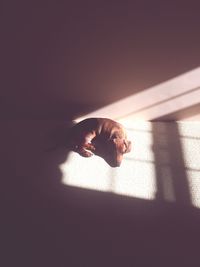 High angle view of dog lying on floor at carpet