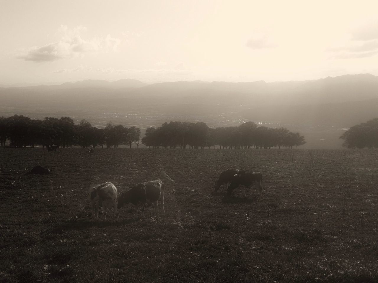 animal themes, domestic animals, mammal, field, sky, landscape, livestock, grass, sheep, nature, one animal, rural scene, tree, tranquility, grazing, tranquil scene, domestic cattle, cow, outdoors, beauty in nature