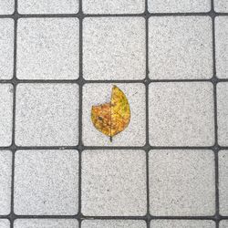 Directly above shot of autumn leaf on footpath