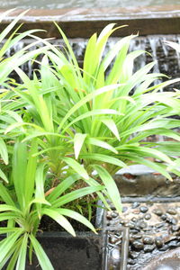 Close-up of fresh green plant